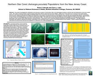 Northern Star Coral ( Astrangia poculata ) Populations from the New Jersey Coast.