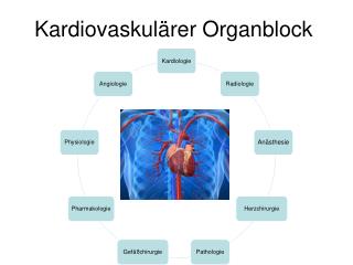 Kardiovaskulärer Organblock