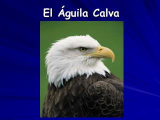 El Águila Calva