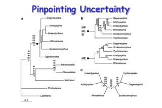 Pinpointing Uncertainty