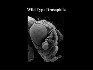 Wild Type Drosophila