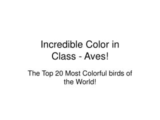Incredible Color in Class - Aves!