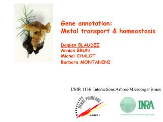 Gene annotation: Metal transport &amp; homeostasis Damien BLAUDEZ Annick BRUN Michel CHALOT