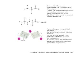 Proteins are built of L-amino acids. 20 different amino acids are encoded by specific