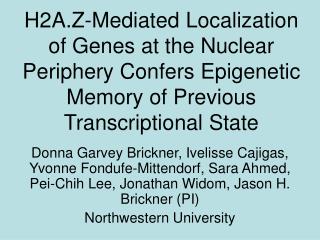 Background – localization of chromatin at the nuclear periphery