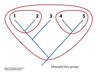 Monophyletic groups