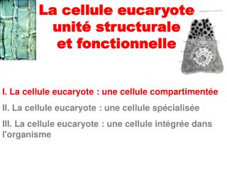 I. La cellule eucaryote : une cellule compartimentée