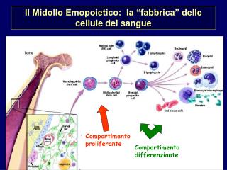 Il Midollo Emopoietico: la “fabbrica” delle cellule del sangue