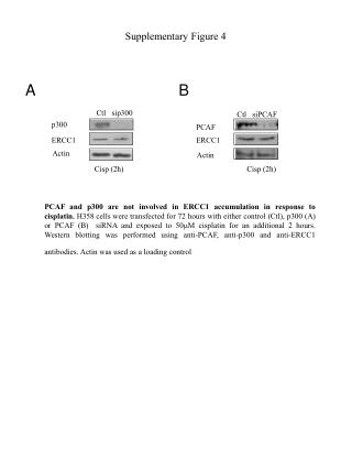 Supplementary Figure 4