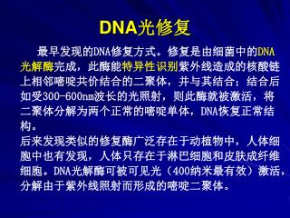 DNA 光修复