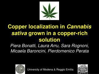 Copper localization in Cannabis sativa grown in a copper-rich solution