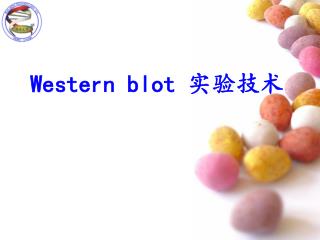 Western blot 实验技术