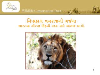 નિઃસહાય વનરાજની ગર્જના ભારતના ગીરના સિંહની મદદ માટે આગળ આવો .