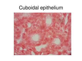 Cuboidal epithelium