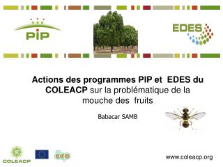 Actions des programmes PIP et EDES du COLEACP sur la problématique de la mouche des fruits