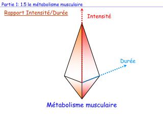 Intensité