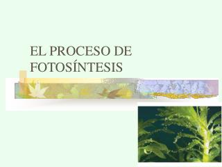 EL PROCESO DE FOTOSÍNTESIS