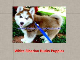 White Siberian Husky Puppies