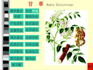 甘　草 Radix Glycyrrizae