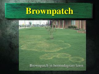 Brownpatch