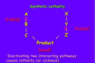 Synthetic Lethality