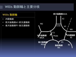 Willis 動脈輪 と主要分枝