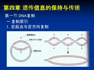 第四章 遗传信息的保持与传递