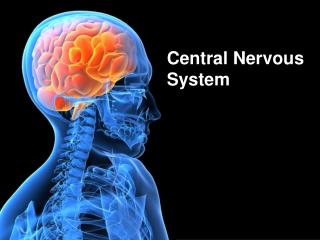 powerpoint presentation on nervous system