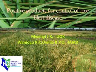Positive products for control of rice blast disease