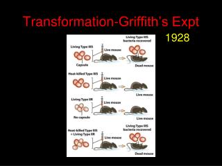 Transformation-Griffith’s Expt