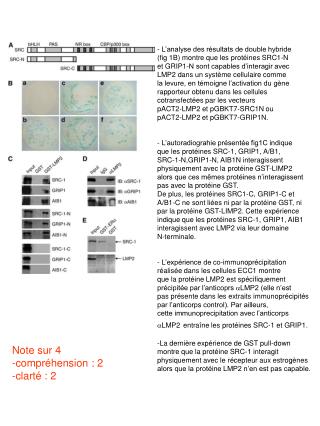 - L’analyse des résultats de double hybride (fig 1B) montre que les protéines SRC1-N