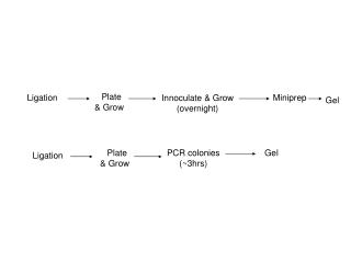 Ligation