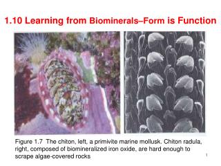 1.10 Learning from Biominerals–Form is Function