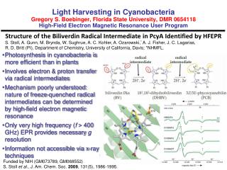 Structure of the Biliverdin Radical Intermediate in PcyA Identified by HFEPR