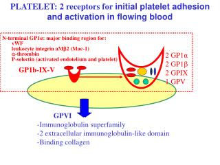 GP1b-IX-V