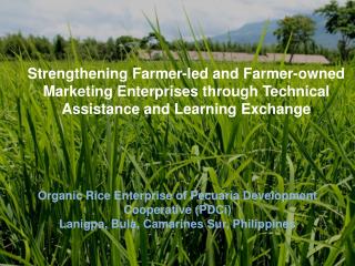 Organic Rice Enterprise of Pecuaria Development Cooperative ( PDCi )