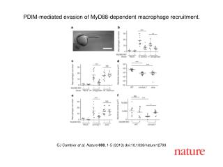 CJ Cambier et al. Nature 000 , 1-5 (2013) doi:10.1038/nature12799