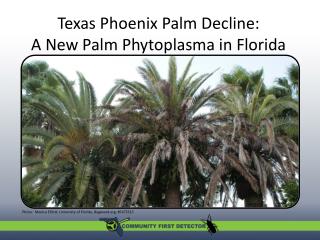 Texas Phoenix Palm Decline: A New Palm Phytoplasma in Florida A new palm phytoplasma in Florida