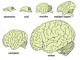 Paleoneurológia (hominidák fejlődésláncolata)