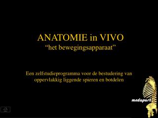 ANATOMIE in VIVO “het bewegingsapparaat”