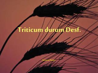 Triticum durum Desf.