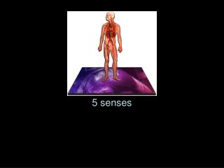 5 senses