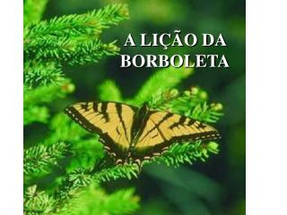 A LIÇÃO DA BORBOLETA