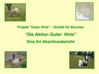 Projekt &quot;Guter Hirte&quot; – Schafe für Bosnien “Die Aktion Guter Hirte” Eine Art Abschlussbericht