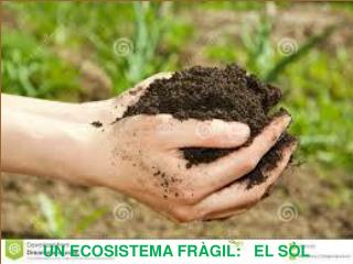 UN ECOSISTEMA FRÀGIL: EL SÒL