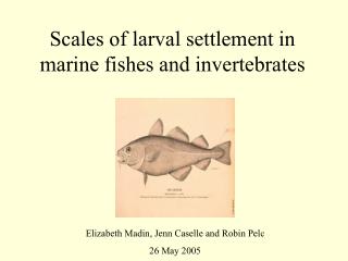 Scales of larval settlement in marine fishes and invertebrates