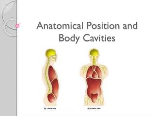 Anatomical Position and Body Cavities