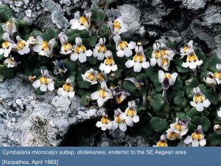 Cymbalaria microcalyx subsp. dodekanesi , endemic to the SE Aegean area [Karpathos, April 1983]