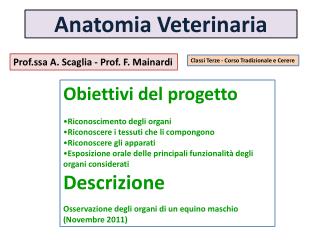 Anatomia Veterinaria