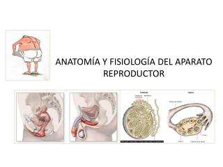 ANATOMÍA Y FISIOLOGÍA DEL APARATO REPRODUCTOR